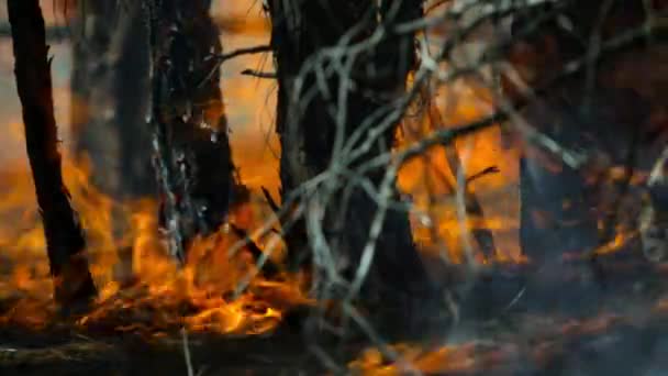 Sol Bage Skoven Intenst Gøre Skovbrand Store Redwood Skove Det – Stock-video