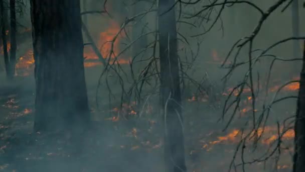 Slunce Opéká Les Tak Intenzivně Rozdmýchává Lesní Požár Velkých Sekvojových — Stock video