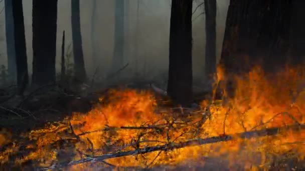 Sun Bake Forest Intensely Make Forest Fire Great Redwood Forests — Stock Video