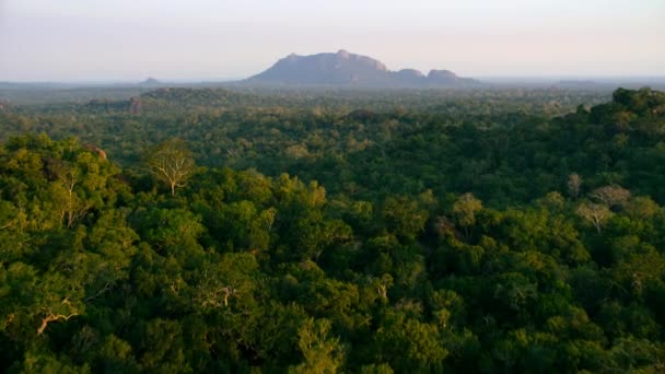 Flygfoto Skogen Västra Ghats Indien — Stockvideo