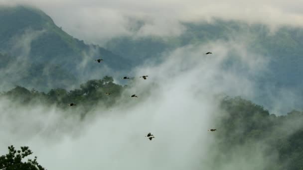 Movimiento Lento Los Grandes Hornbills Buceros Bicornis Volando Los Ghats — Vídeo de stock