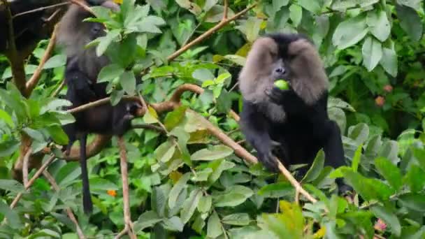 Gros Plan Macaque Queue Lion Macaca Silenus Dans Habitat Naturel — Video
