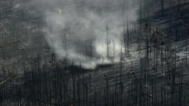 Újonnan Kitett Erdei Padlót Söprő Szél Hamut Rak Erdőtűz Után — Stock videók