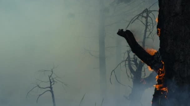 Sonne Lässt Den Wald Intensiv Brennen Dass Waldbrände Den Großen — Stockvideo