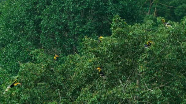 Los Grandes Hornbills Buceros Bicornis Comen Grandes Cantidades Higo Los — Vídeo de stock