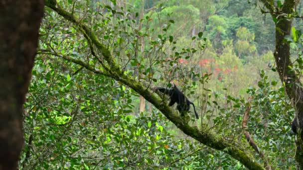 Detailní Záběr Makaka Lví Macaca Silenus Přírodním Prostředí Západních Ghats — Stock video