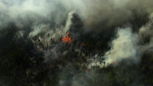 Słońce Piec Las Tak Intensywnie Pożar Lasu Wielkich Lasach Sekwoi — Wideo stockowe