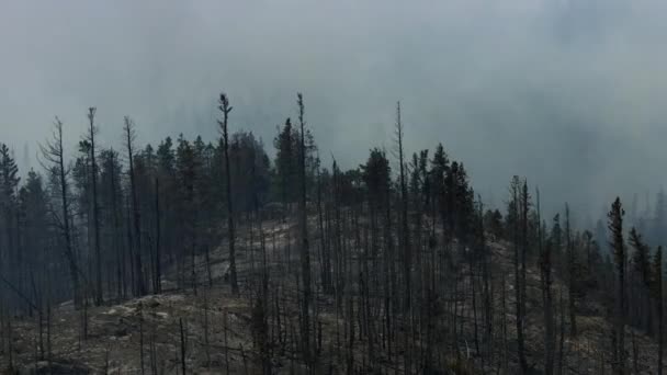 在太平洋西北部的红杉林发生森林大火后 刮过新暴露的森林地面的风激起了灰尘 — 图库视频影像