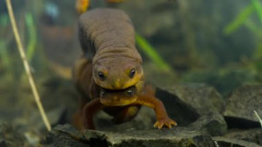 Erkek, pürüzlü semender (Taricha granulosa) bir dişi bulmak için havuza gider ve Pasifik 'in kuzeybatısındaki büyük sekoya ormanlarında çiftleşir..