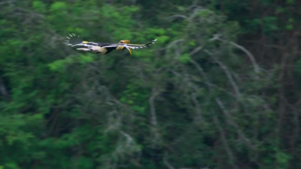 Movimento Lento Dos Grandes Hornbills Buceros Bicornis Voando Nos Gates — Vídeo de Stock