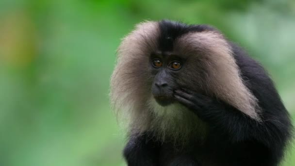 Primer Plano Del Macaco Cola León Macaca Silenus Hábitat Natural — Vídeos de Stock