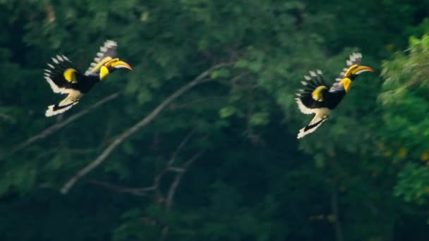Slow Motion Great Hornbills Buceros Bicornis Flying Western Ghats India — Stock Video
