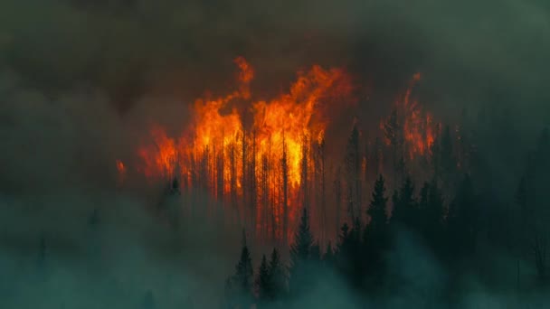 在太平洋西北部红杉茂密的森林里 太阳把森林烤得生机勃勃 使森林失火 — 图库视频影像