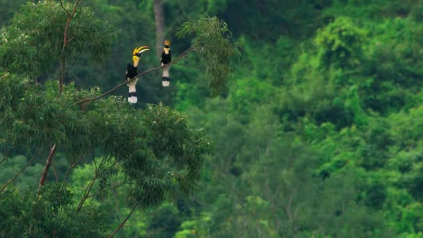 Ein Männlicher Riesenhornvogel Buceros Bicornis Füttert Seinen Partner Weil Die — Stockvideo