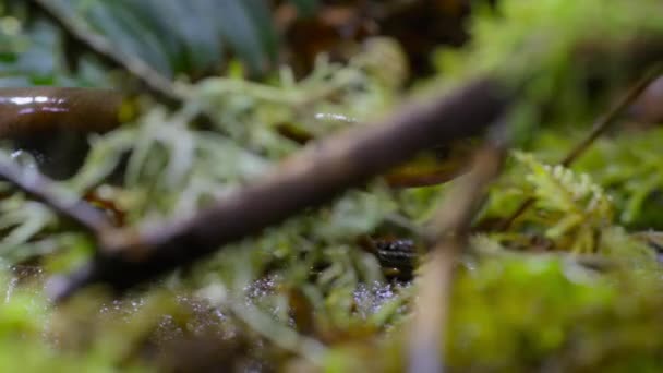 Taricha Granulosa 태평양 북서부의 숲에서 여성과 짝짓기를 수영장으로 이동합니다 — 비디오