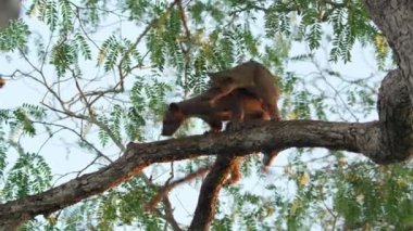 Madagaskar 'daki ağaçların çiftleşme mevsiminde fossa (Cryptoprocta ferox) çiftleşmesine yakın..