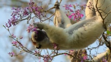Lemur 'un (Lemuriformes) Madagaskar' daki doğal yaşam alanına yakın..