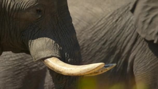 Stado Słoni Afrykańskich Loxodonta Africana Poszukujących Pożywienia Porze Suchej Miombo — Wideo stockowe