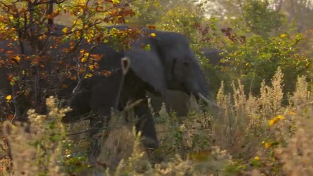 在非洲最大的森林Miombo 一群非洲象在旱季寻找食物 — 图库视频影像