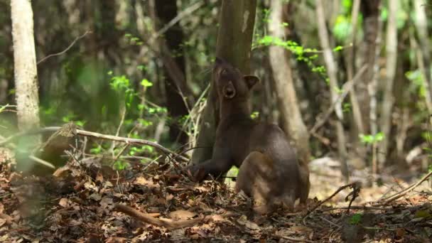 Close Van Fossa Cryptoprocta Ferox Zijn Natuurlijke Habitat Madagaskar — Stockvideo