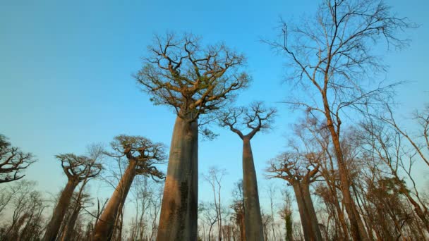 Timelapse Baobabs Tree Adansonia Digitata Starry Night Sky Madagascar — Stock Video