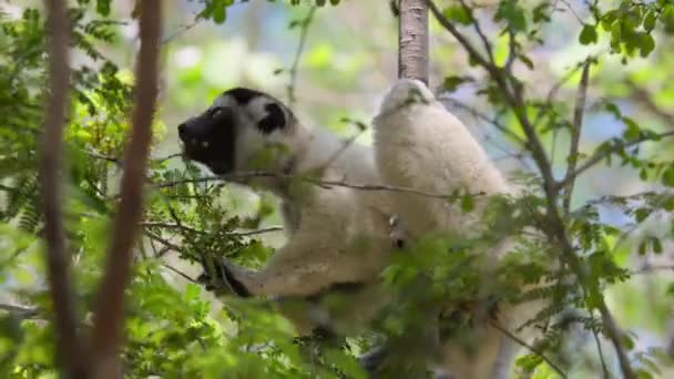 Close Van Maki Lemuriformes Zijn Natuurlijke Habitat Madagaskar — Stockvideo