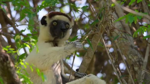 Großaufnahme Von Lemuren Lemuriformes Ihrem Natürlichen Lebensraum Madagaskar — Stockvideo