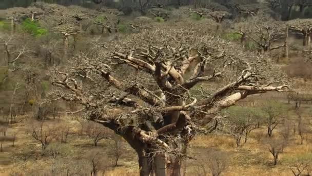 Widok Lotu Ptaka Drzewa Baobabs Adansonia Digitata Madagaskarze — Wideo stockowe