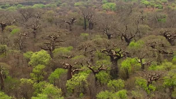 Luchtfoto Van Baobabs Boom Adansonia Digitata Madagaskar — Stockvideo