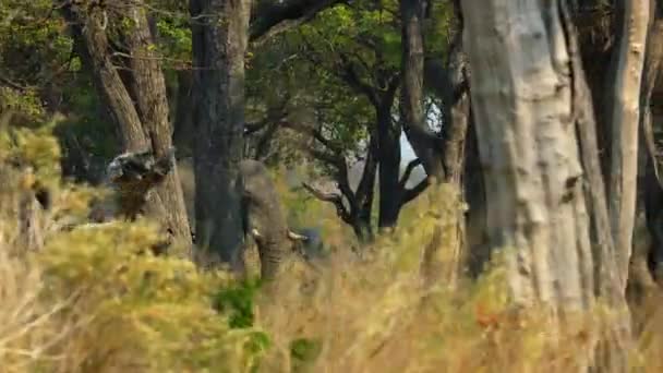 Una Manada Elefantes Africanos Loxodonta Africana Busca Alimento Estación Seca — Vídeos de Stock