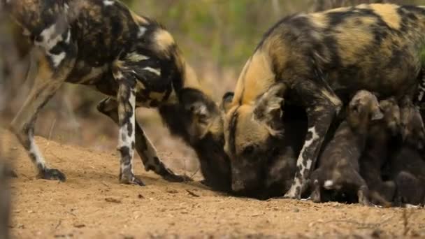 Primer Plano Madre Perro Salvaje Africano Lycaon Pictus Amamantando Miombo — Vídeos de Stock