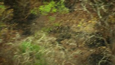 Afrika vahşi köpeği (Lycaon pictus) Afrika 'nın en büyük ormanı olan Miombo' da avını arar.