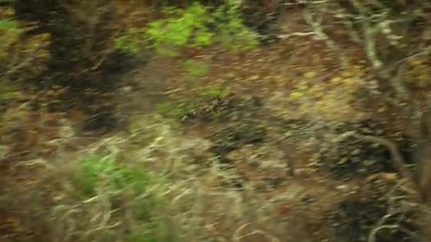 Cão Selvagem Africano Lycaon Pictus Busca Por Presas Miombo Maior — Vídeo de Stock