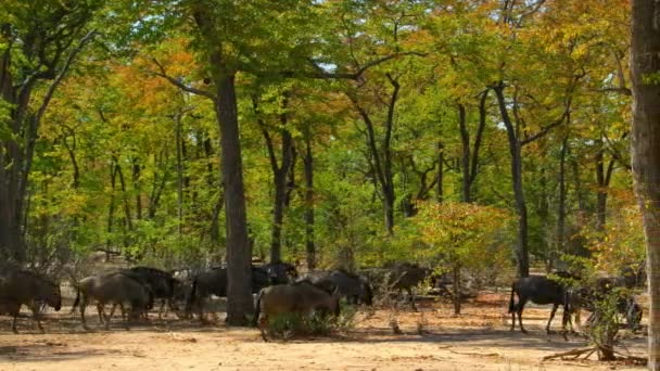 Búfalo Africano Syncerus Caffer Busca Comida Estación Seca Miombo Bosque — Vídeo de stock