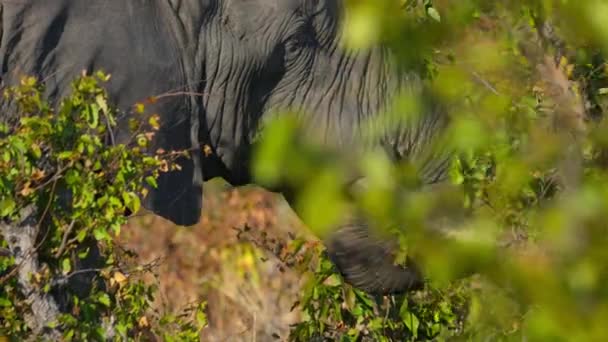 アフリカゾウ ロクソドンタンアフリカ アフリカ最大の森であるミボンで乾季に葉を食べるためにトランクを使用しています — ストック動画