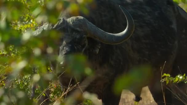 Den Afrikanska Buffeln Syncerus Caffer Söker Mat Torrperioden Miombo Afrikas — Stockvideo