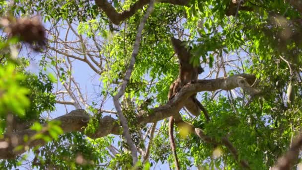 Närbild Fossa Cryptoprocta Ferox Avel Parningssäsongen Träd Madagaskar — Stockvideo
