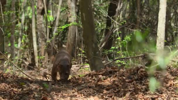 Gros Plan Fosse Cryptoprocta Ferox Dans Son Habitat Naturel Madagascar — Video