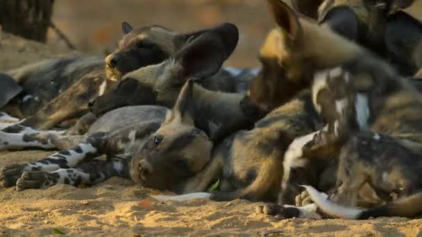 Primer Plano Cachorros Perros Salvajes Africanos Lycaon Pictus Miombo Bosque — Vídeo de stock