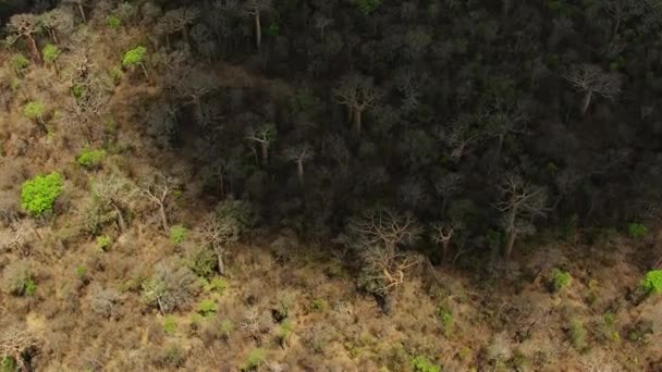 Letecký Pohled Strom Baobabs Adansonia Digitata Madagaskaru — Stock video