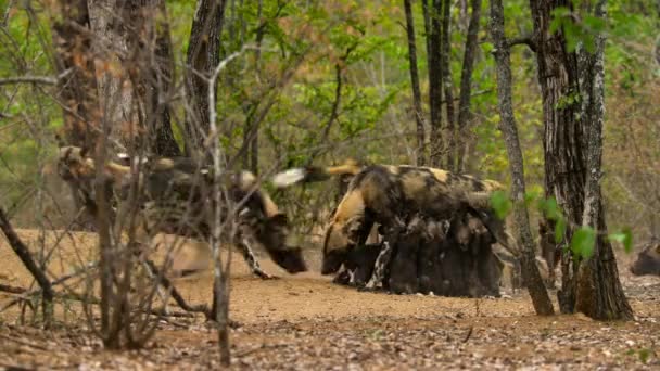 Närbild Afrikansk Vildhund Mor Lycaon Pictus Amning Miombo Den Största — Stockvideo