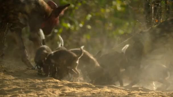アフリカ最大の森 ミボンで遊んでいるアフリカの野生の犬の親と子犬 リッカンピカッタス — ストック動画