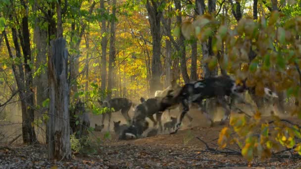 アフリカ最大の森 ミボンで遊んでいるアフリカの野生の犬の親と子犬 リッカンピカッタス — ストック動画