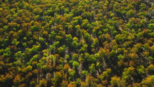 Εναέρια Τοπίο Του Miombo Μεγαλύτερο Δάσος Της Αφρικής — Αρχείο Βίντεο