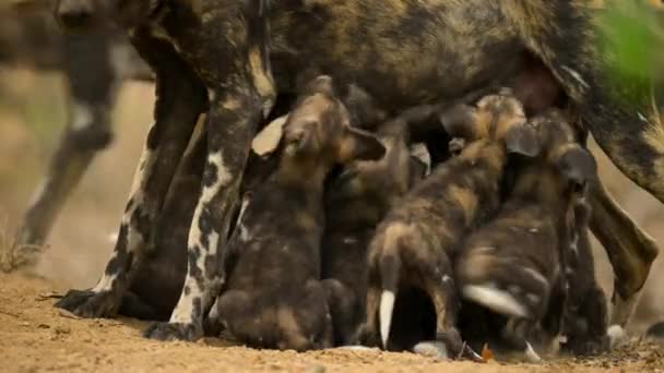 Primer Plano Madre Perro Salvaje Africano Lycaon Pictus Amamantando Miombo — Vídeo de stock
