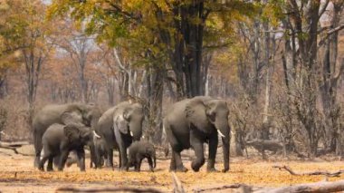 Afrika 'nın en büyük ormanı olan Miombo' da kurak mevsimde yiyecek arayan bir Afrika fili sürüsü (Loxodonta africana)