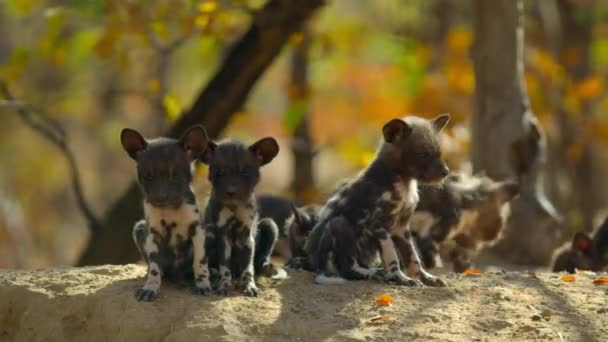 Primer Plano Cachorros Perros Salvajes Africanos Lycaon Pictus Miombo Bosque — Vídeos de Stock