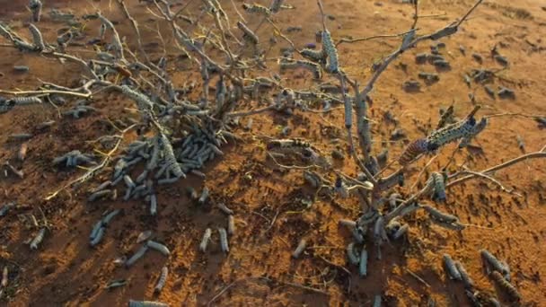 Großaufnahme Von Mopane Würmern Gonimbrasia Belina Die Zur Trockenzeit Miombo — Stockvideo