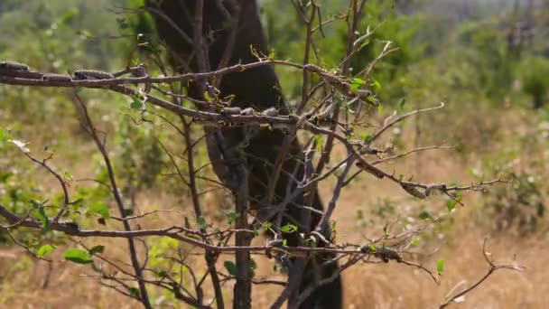 Κοντινό Πλάνο Των Σκωλήκων Mopane Gonimbrasia Belina Τροφοδοτούν Νέα Φύλλα — Αρχείο Βίντεο