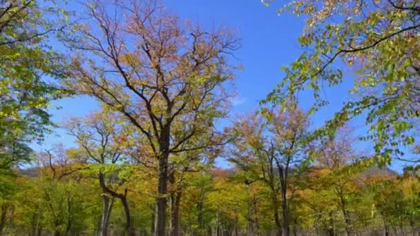 Εναέρια Τοπίο Του Miombo Μεγαλύτερο Δάσος Της Αφρικής — Αρχείο Βίντεο